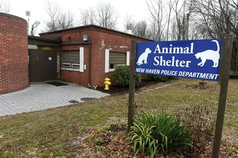 animal shelter in bakersfield|The Robin I. Kroogman New Haven Animal Shelter.